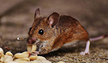 24 Hour & Emergency Exterminators in Melville, NY